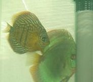 Snaeskin & brown spawning