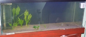 Discus Tank