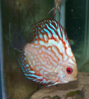 Discus Tank