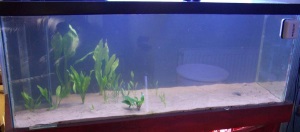 Discus Tank