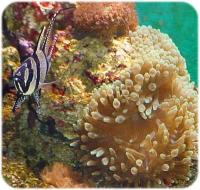Banggai & Bubble Tip Anemone