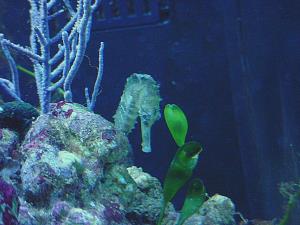 Sea horse aquarium