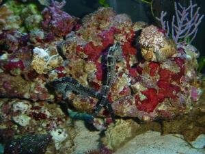 Sea horse aquarium