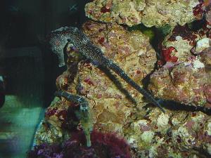 Sea horse aquarium