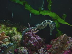 Sea horse aquarium
