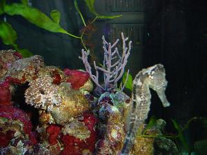 Sea horse aquarium