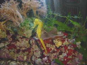 Sea horse aquarium