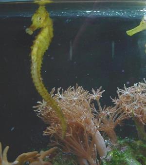 Sea horse aquarium