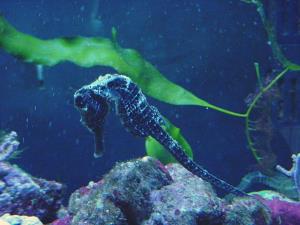 Sea horse aquarium