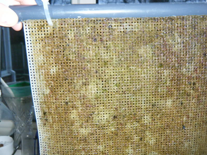 Algae scrubber 10